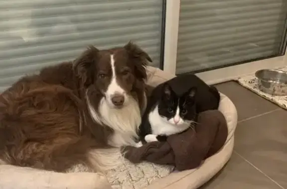 Animaux perdus Quinsac, photo: Chien Border Collie perdu à Quinsac
