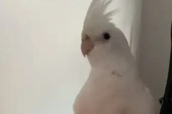 Help Find Our Lost Albino Cockatiel!