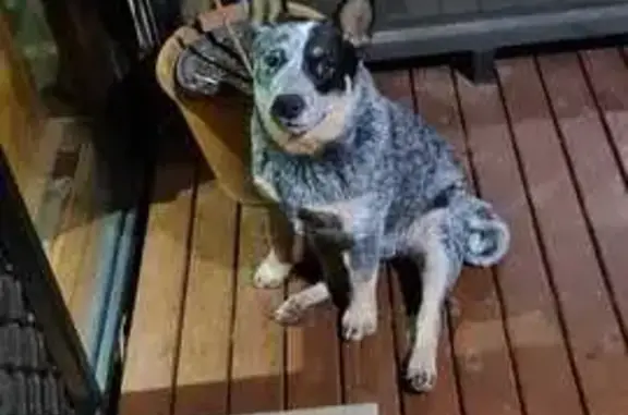 Lost Blue Cattle Dog - Stumpy Tail, Help!