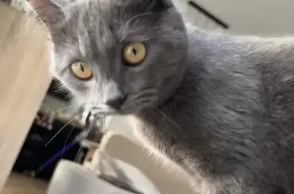 Chatte grise retrouvée à Amiens - photo