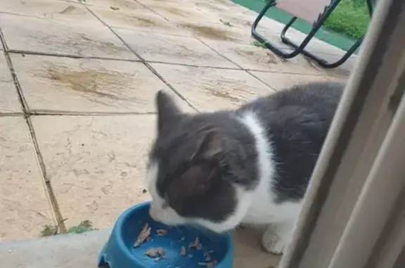 Chat blessé et affamé trouvé à Blyes - photo