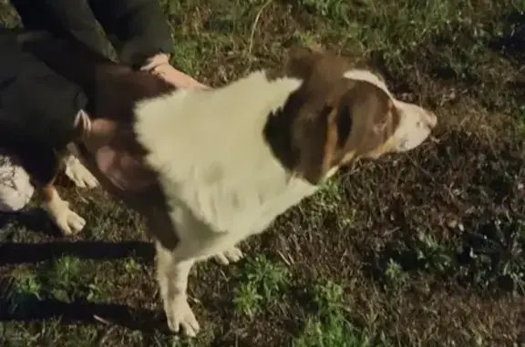 Chien croisé trouvé à Albon - photo