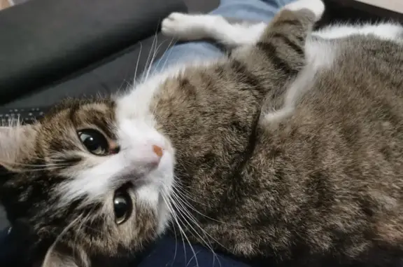 Animaux perdus Paron, photo: Chat Néo perdu - Paron