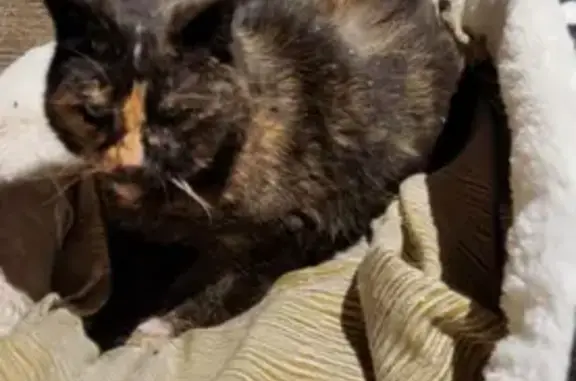 Chatte malade trouvée à Tortefontaine - photo