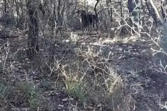Chien gris égaré au parc 925 - photo