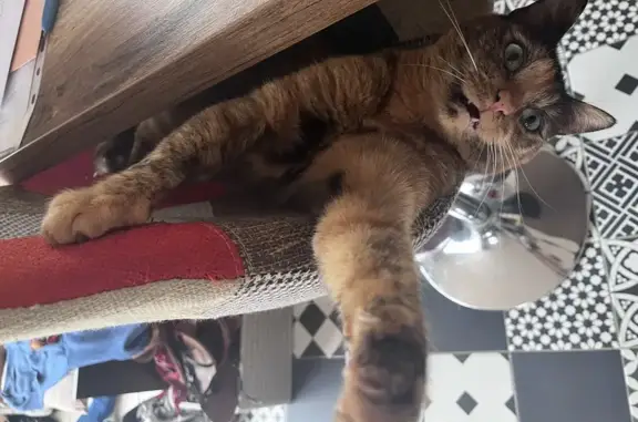 Chat perdu, Sainte-Soulle, photo: Chatte écaille perdue - Ste-Soulle