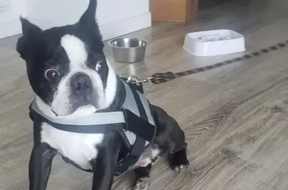 Chien perdu Les Herbiers, photo : Chien Boston Terrier Perdu