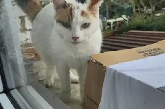 Animaux trouvés , photo: Chat blanc tacheté perdu à Condé