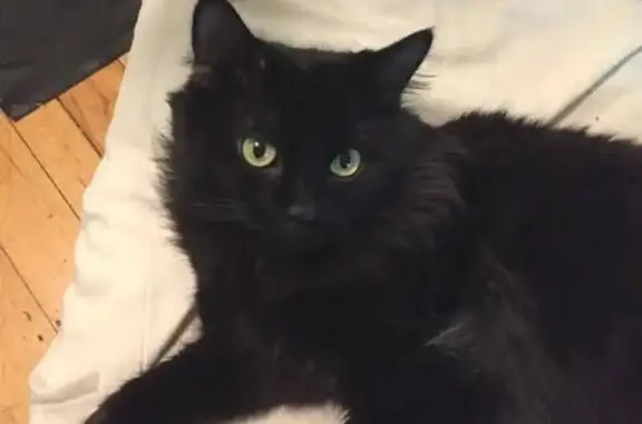 Lost Fluffy Black Tabby Cat - Fleetwood St!