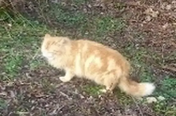 Chat roux trouvé, aide recherche - photo
