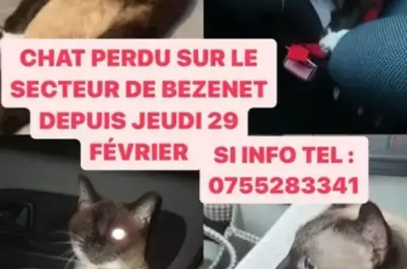 Chat borgne disparu à Bézenet - photo