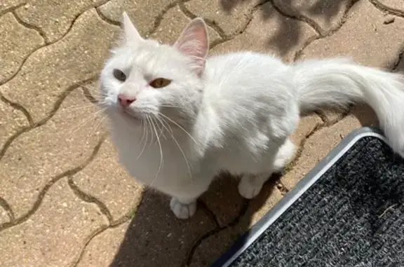 Chat blanc perdu, maigre et doux