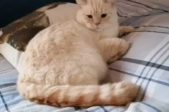 Animaux perdus , photo: Chat blanc perdu à Chenay
