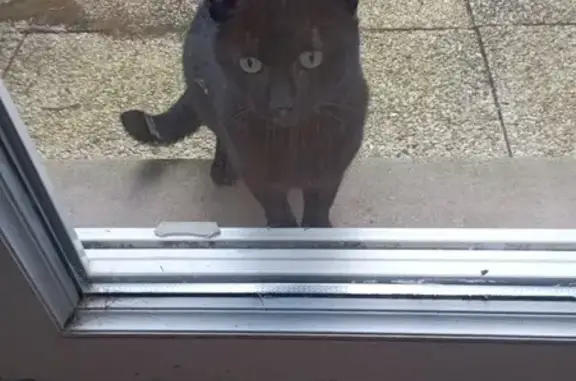 Chat noir mâle trouvé à Mesentea - photo
