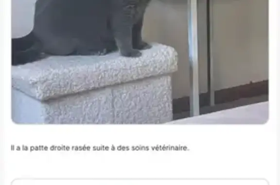 Animaux perdus Plouzané, photo: Chat gris de 5 ans perdu - Plouzané