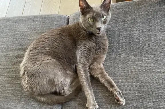 Animaux perdus , photo: Chat Grand et Craintif Disparu