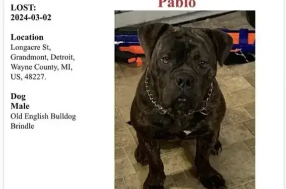 Lost Bulldog in Detroit - Help Find Him!
