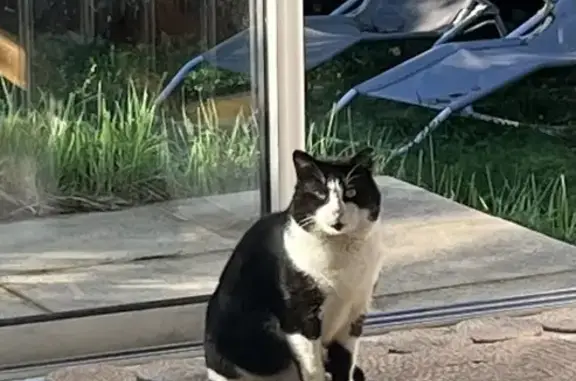 Chat noir/blanc perdu à Nantes - photo