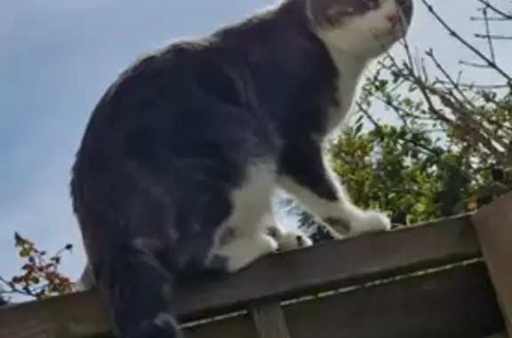 Animaux trouvés Orléans, photo: Chat perdu à Orléans
