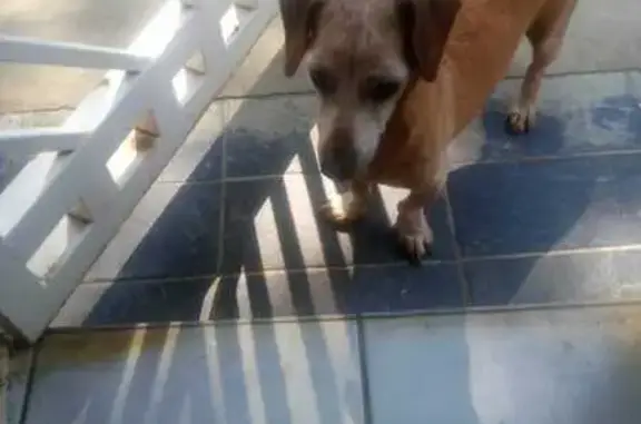 Lost Dachshund Found in Benoni - Help!