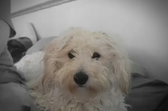 Help Find Henry: White Poodle Mix Lost!