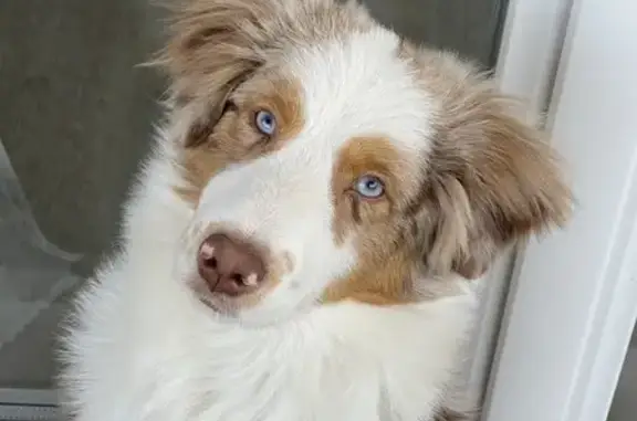 Animaux perdus , photo: Chiot Berger Mini Fugue à Plan-d'Orgon