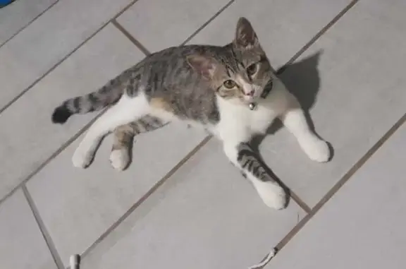 Lost Kitten Alert: Friendly Maicon - Gauteng