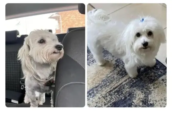 Lost White Male Maltese in Alberton - Help!