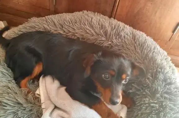 Chiot marron et noir perdu - photo
