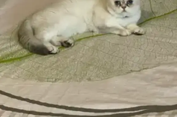 Chat perdu, , photo: Pambuk, chat blanc perdu