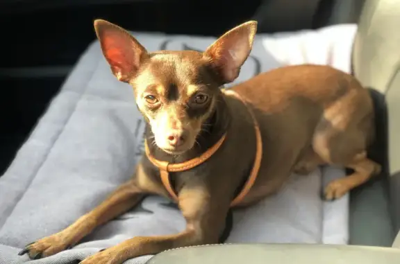 Chien perdu , photo : Chien perdu: Louis, pincher marron