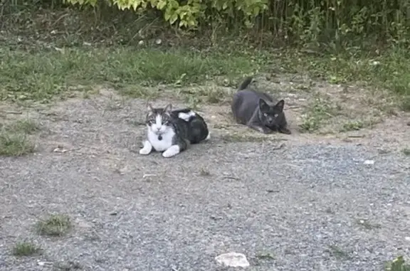 Animaux perdus , photo: Chat Mango perdu à Saint-Pompain
