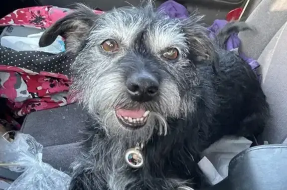Help Find Ollie! Lost Dog on 49th St, Lincoln
