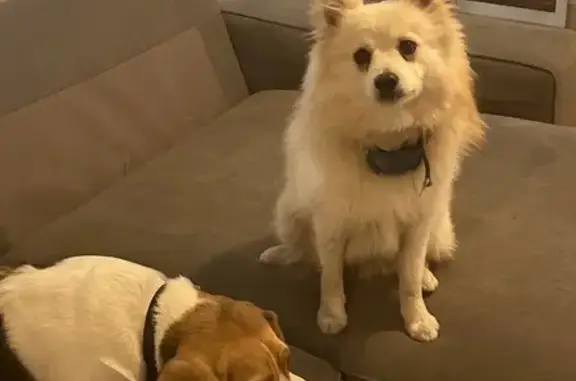 Chien perdu Bédarrides, photo : Chien Beagle et Spitz perdus