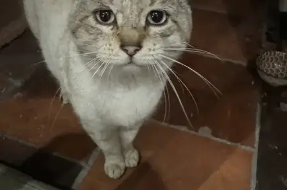 Chat siamois trouvé à Mortagne - photo