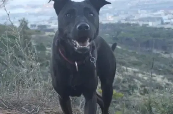 Lost Dog Alert: Black Medium Mix Near Central Square!