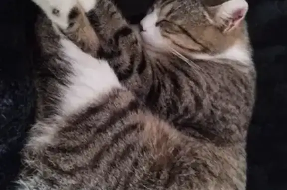 Chat blanc/gris trouvé, non pucé - photo