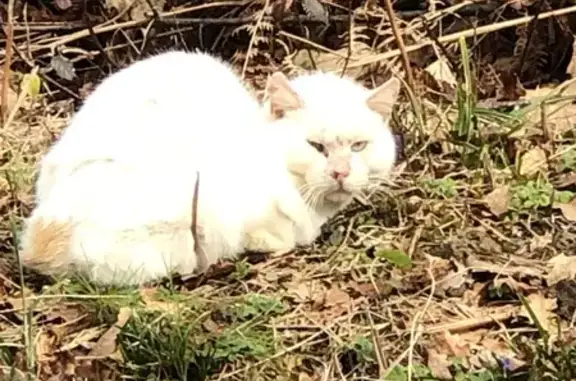 Chat crème malade trouvé D89 - photo