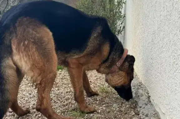 Chien trouvé Saint-Aubin-sur-Gaillon, photo: Chien Berger Allemand Trouvé