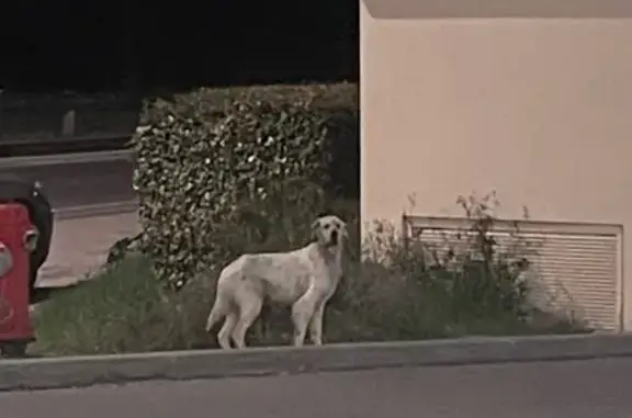 Chien égaré près d'Intermarché - photo