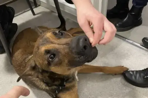 Chien croisé trouvé à Tourcoing - photo