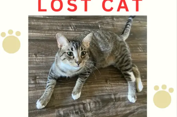 Lost Cat: Black Stripes, Orange Hint - San Antonio