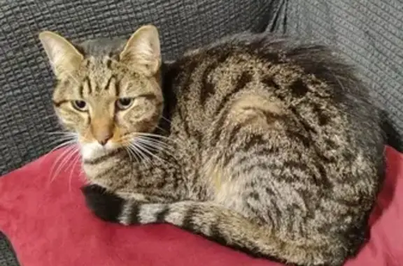 Chatte affaiblie retrouvée à Saint-Brieuc - photo