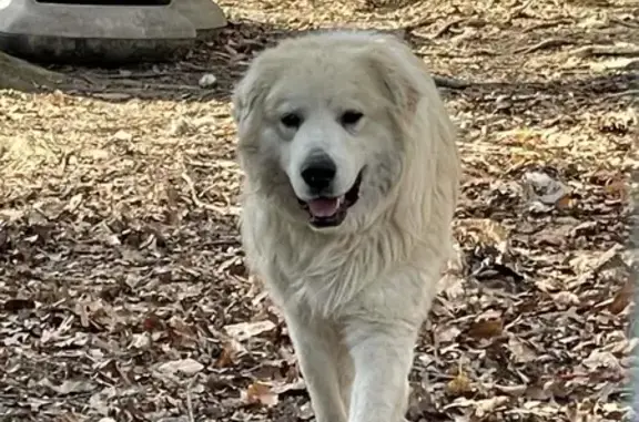 Lost Great Pyrenees: Hogg | White & Shy
