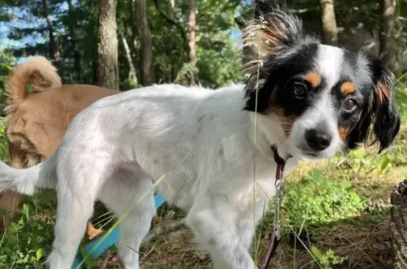 Lost Papillon in Indianapolis - Help Find Her!