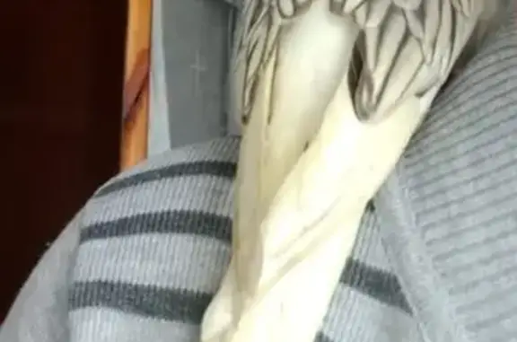 Help Find Sunflower: Lost Cockatiel in Boksburg!