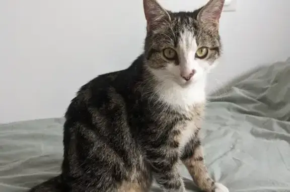 Chat perdu, Saint-Paulien, photo: Chaton tigré perdu à Saint-Paulien