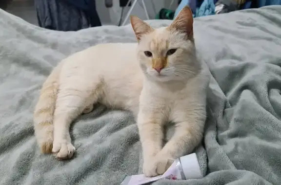 Lost White & Ginger Cat, Blue Eyes - Smit St. 52