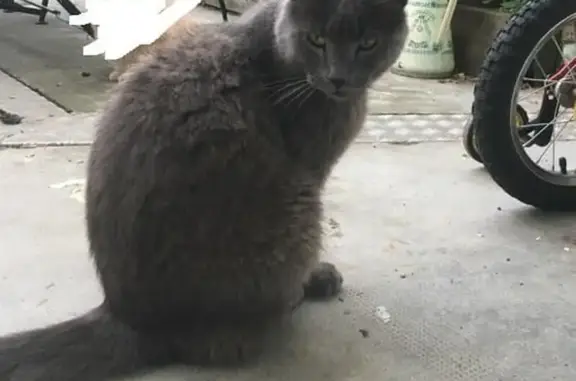 Animaux perdus Mazères, photo: Chat Gris Perdu à Mazères 28/02
