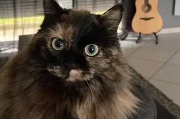 Chat perdu, Vertaizon, photo: Chatte écaille de tortue perdue